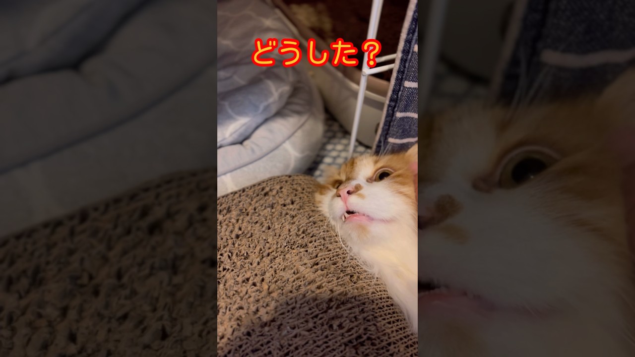 見つめ合う猫　#ノルウェージャンフォレストキャット #cat