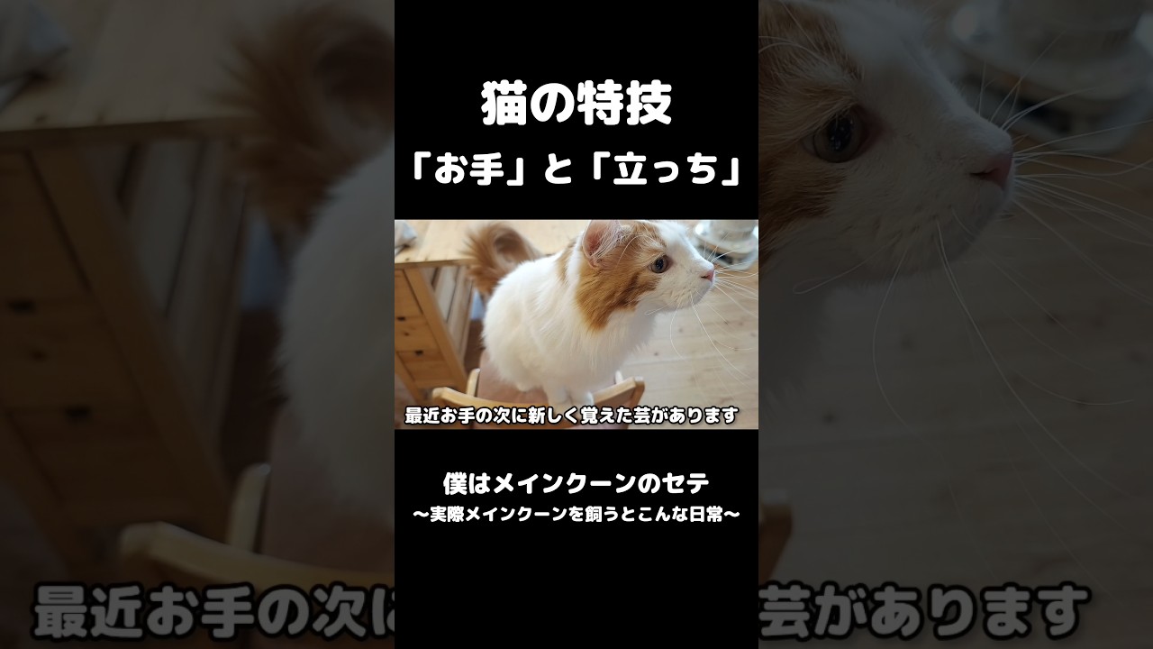 芸をする猫 #メインクーン #mainecoon #猫の居る暮らし #cat