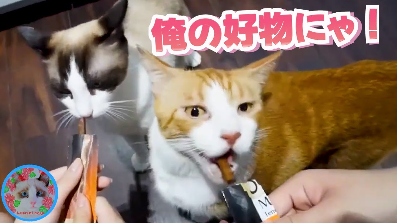 大好きなおやつをもの凄いスピードで平らげる茶トラ猫  Orange tabby cat eating quickly