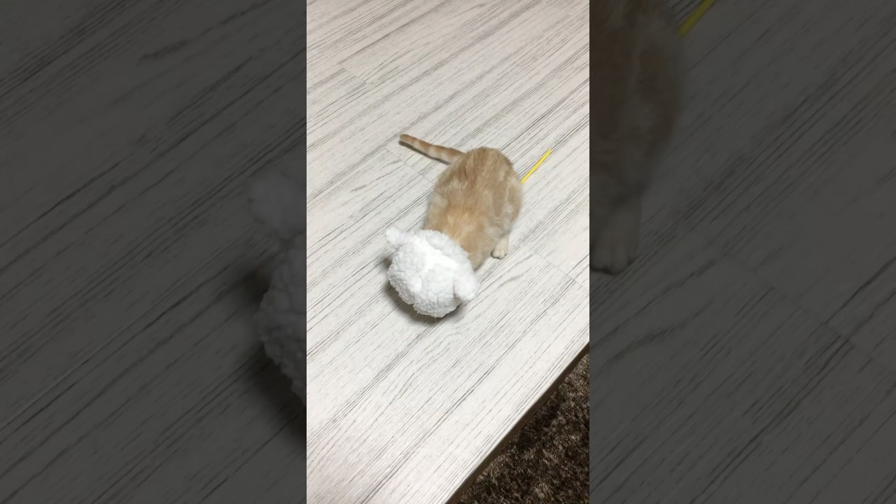 #cat #cute #cutecat #猫 #子猫 #こねこ #ねこじゃらし #アメリカンショートヘア #アメショ #americanshorthair