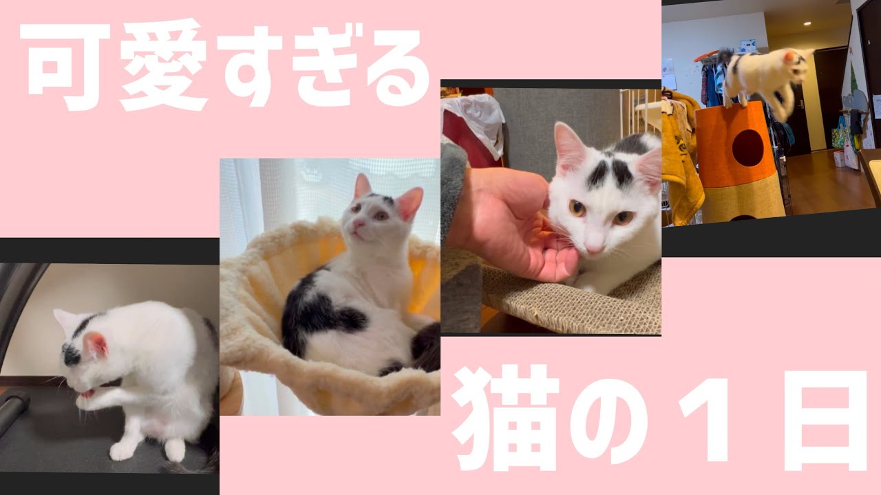 【可愛い猫】子猫ミルクの仕草が可愛すぎた。＃保護猫＃ねこ＃子猫#cat #猫のいる暮らし