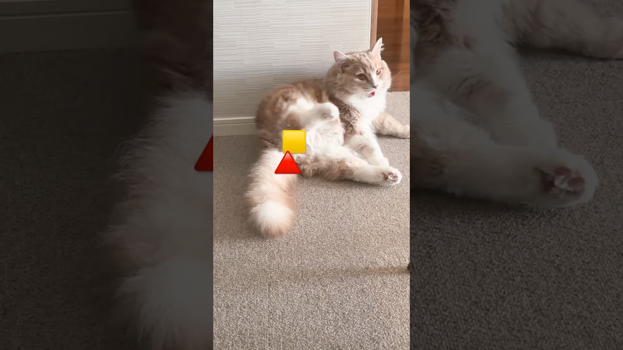 グルーミングちう🐱　#cat #サイベリアン #猫のいる暮らし #猫のいる生活 #ねこ #ネコ #グルーミング #ゆっくりした昼下がり #ねこ動画 #今日のもうふ
