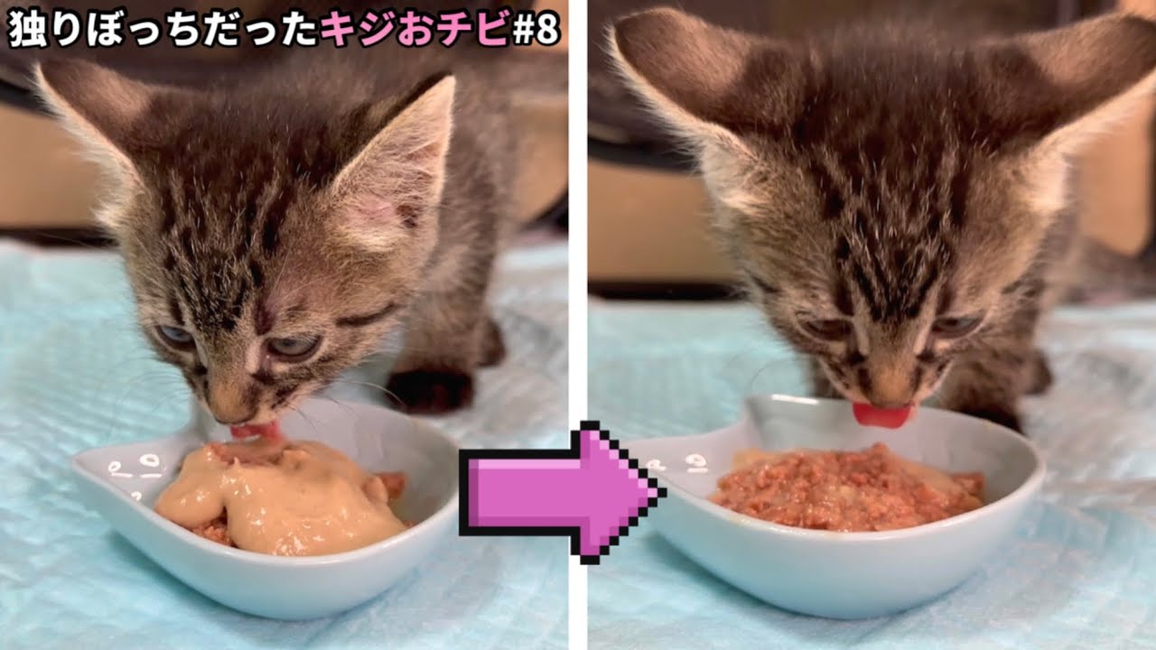 上に乗った離乳食だけ食べた子猫…パウチ食べてくれるか！？【保護猫】