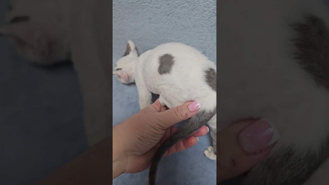 Simon Blue Bicolor Devon Rex Male Kitten Available Now | Purebred Kitties