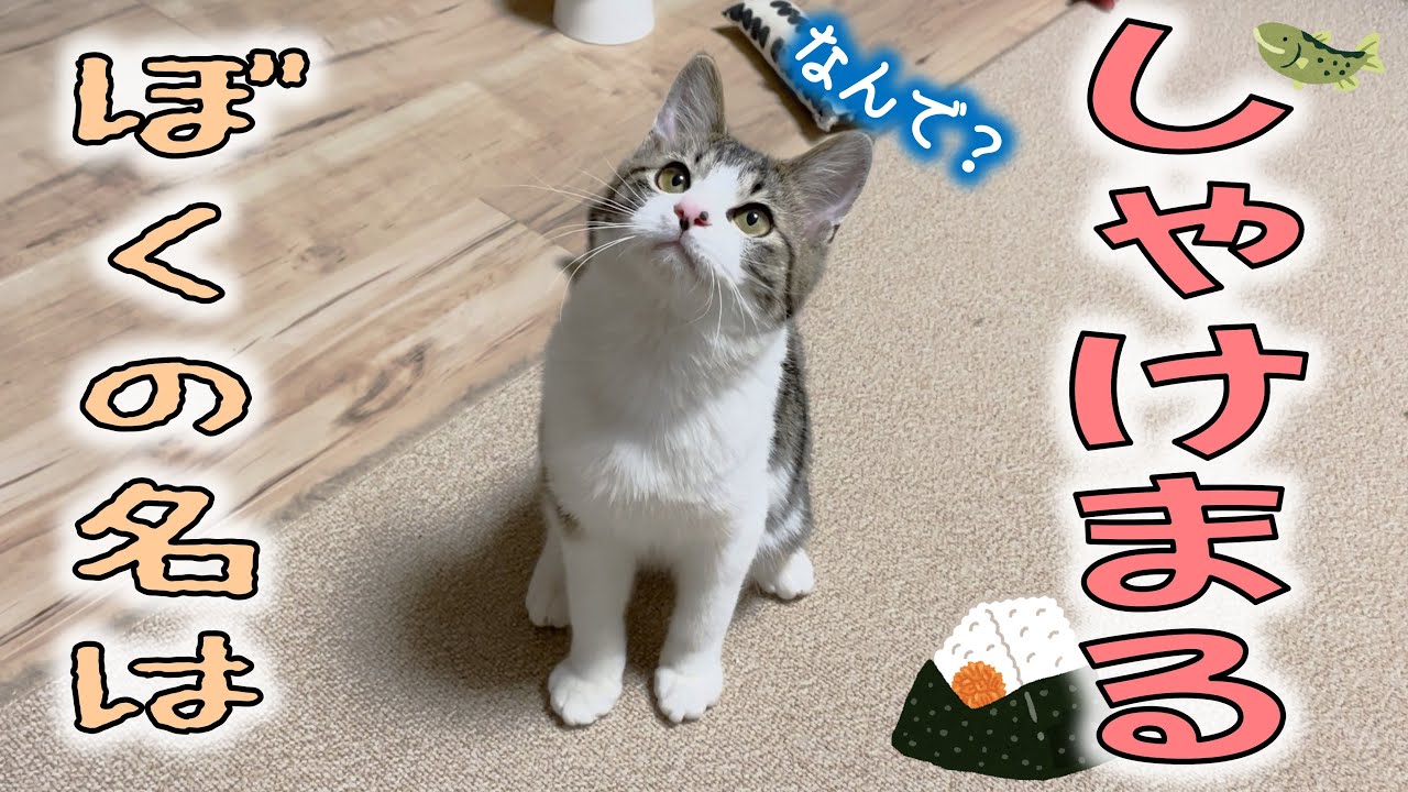 年末に保護した新入り子猫クンに名前つけました！