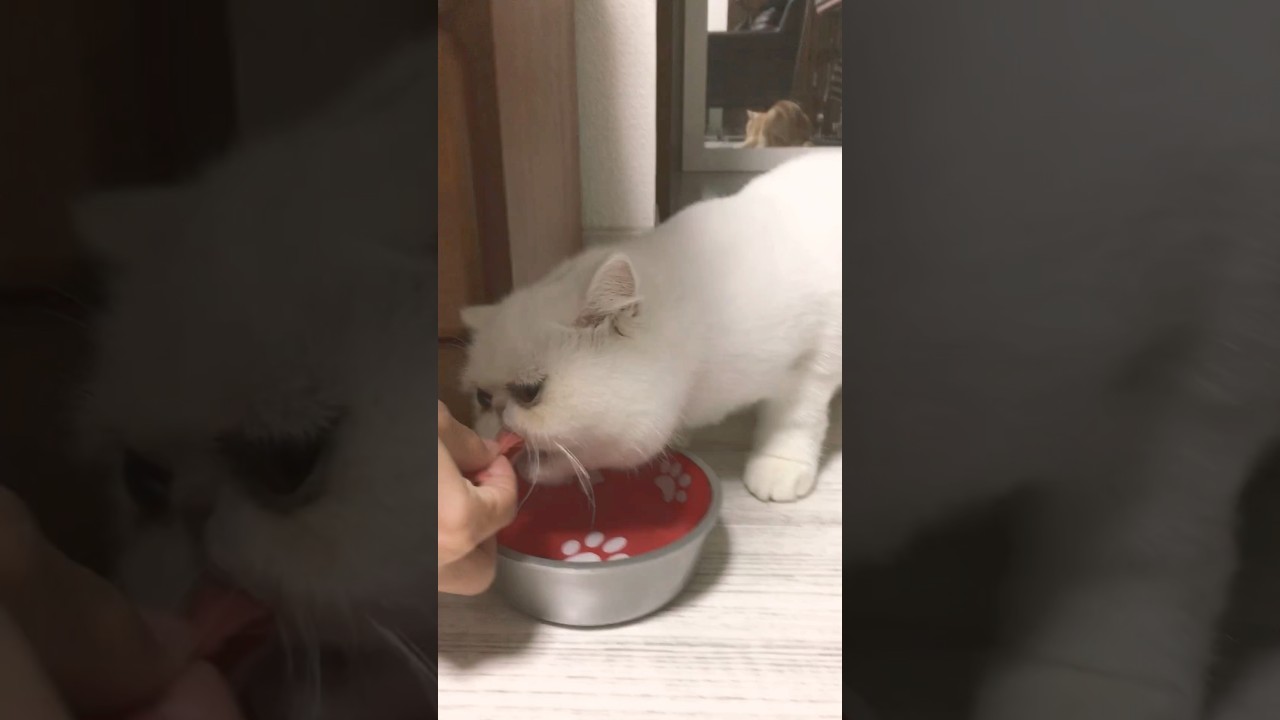 ゆっくり食べる #cat #cute #cutecat #アメショ #アメリカンショートヘア #こねこ #animals #exoticshorthair #エキゾチックショートヘアー #エキゾ