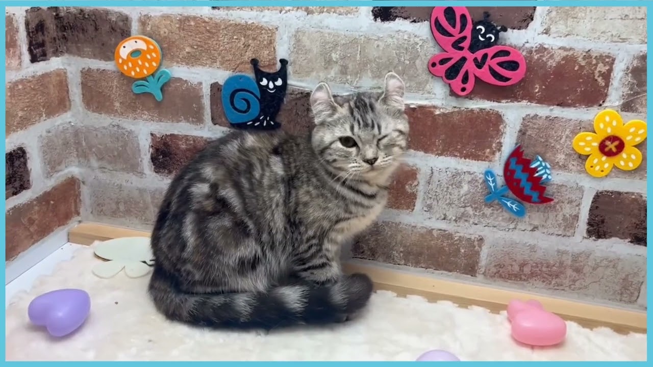 ペットショップCOO&RIKU No00676960 アメリカンカール