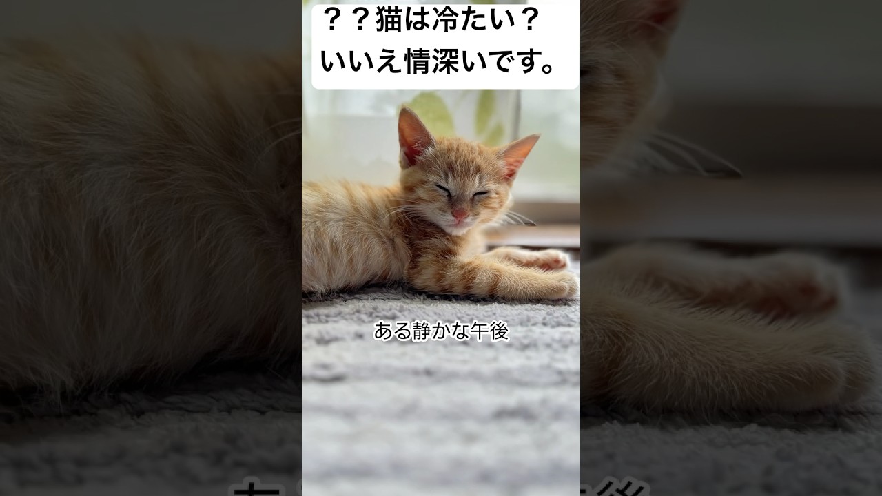 猫は情深く優しい #猫 #猫のいる暮らし #保護猫