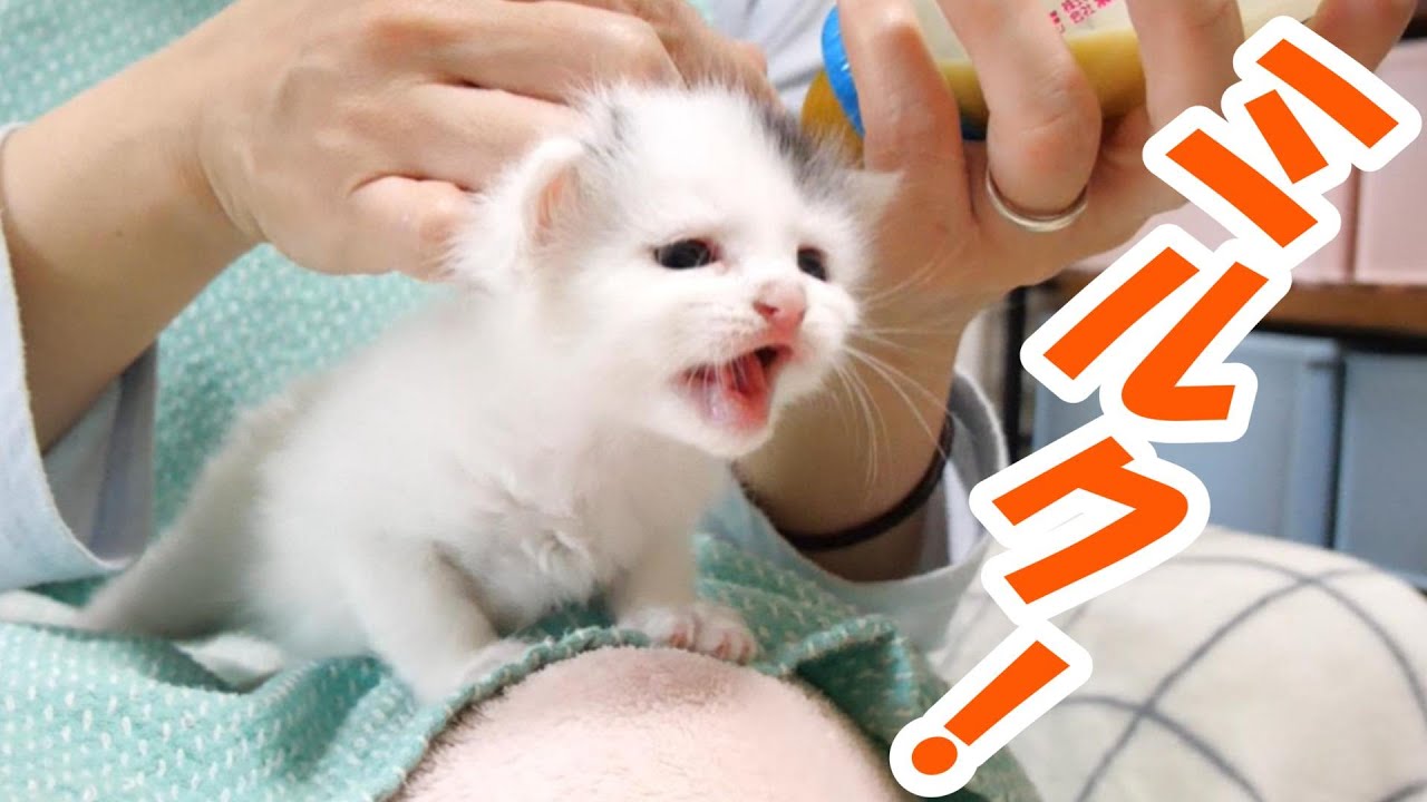 子猫がカワイイ鳴き声でミルク！と叫ぶ？【赤ちゃん猫　保護猫】