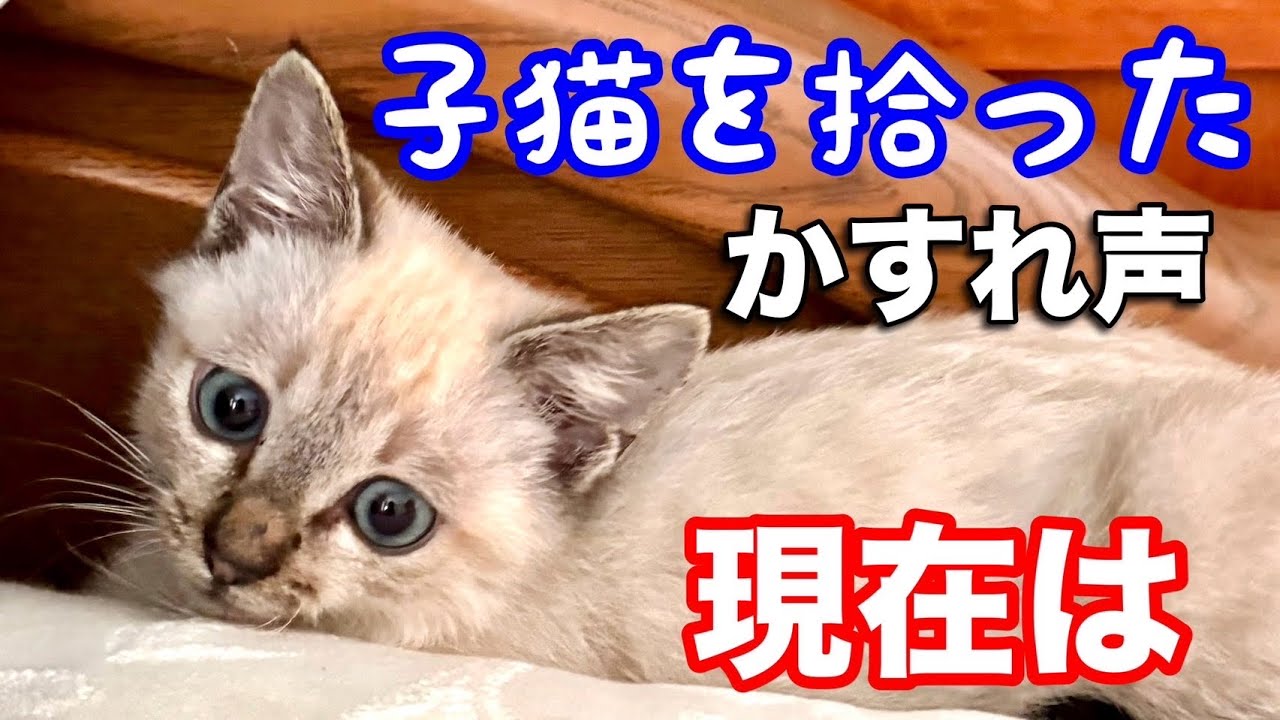 かすれ声の子猫を拾って今声はこうなりました。ジルベール成長記