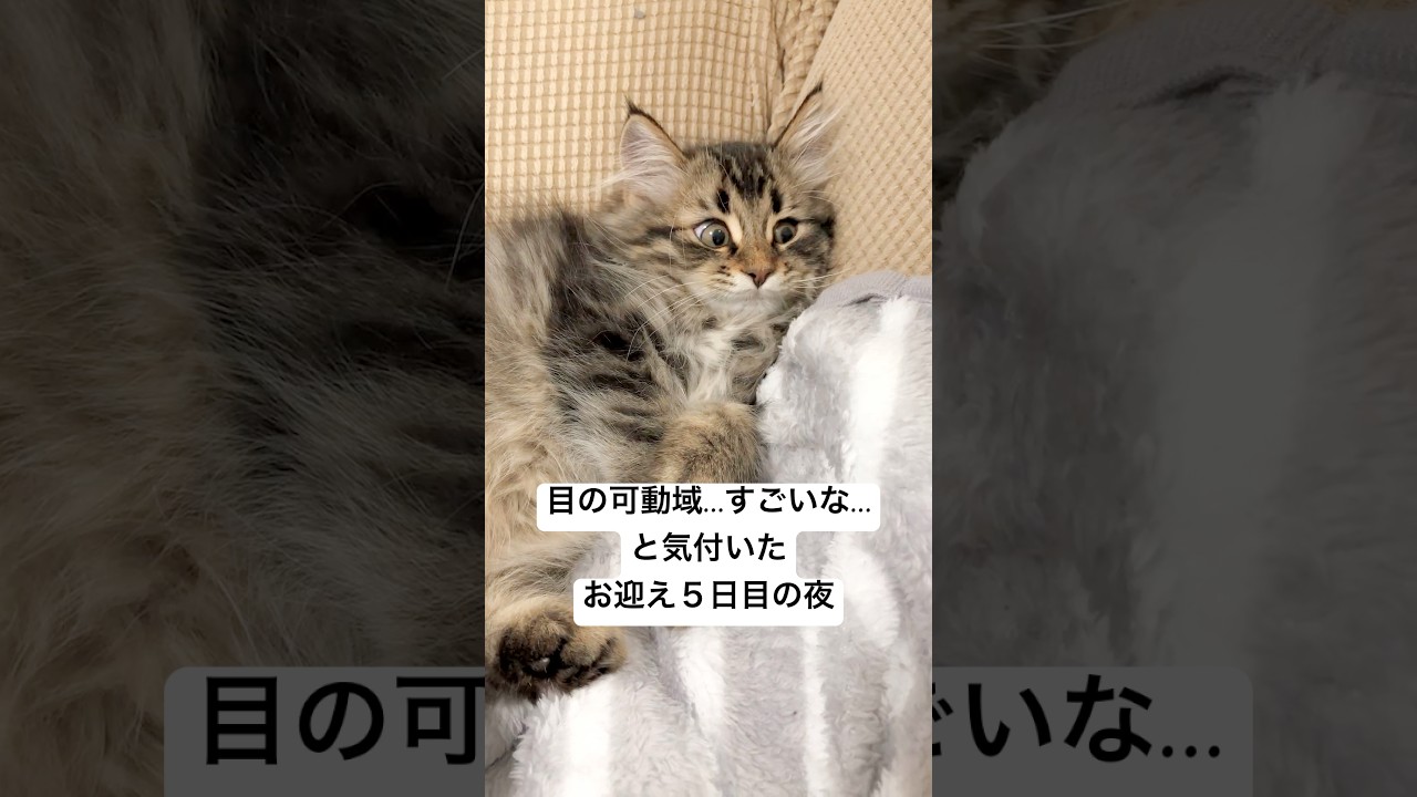 なんかすごい白目が見えるな…？と思った #サイベリアン #猫 #ヤマネコ