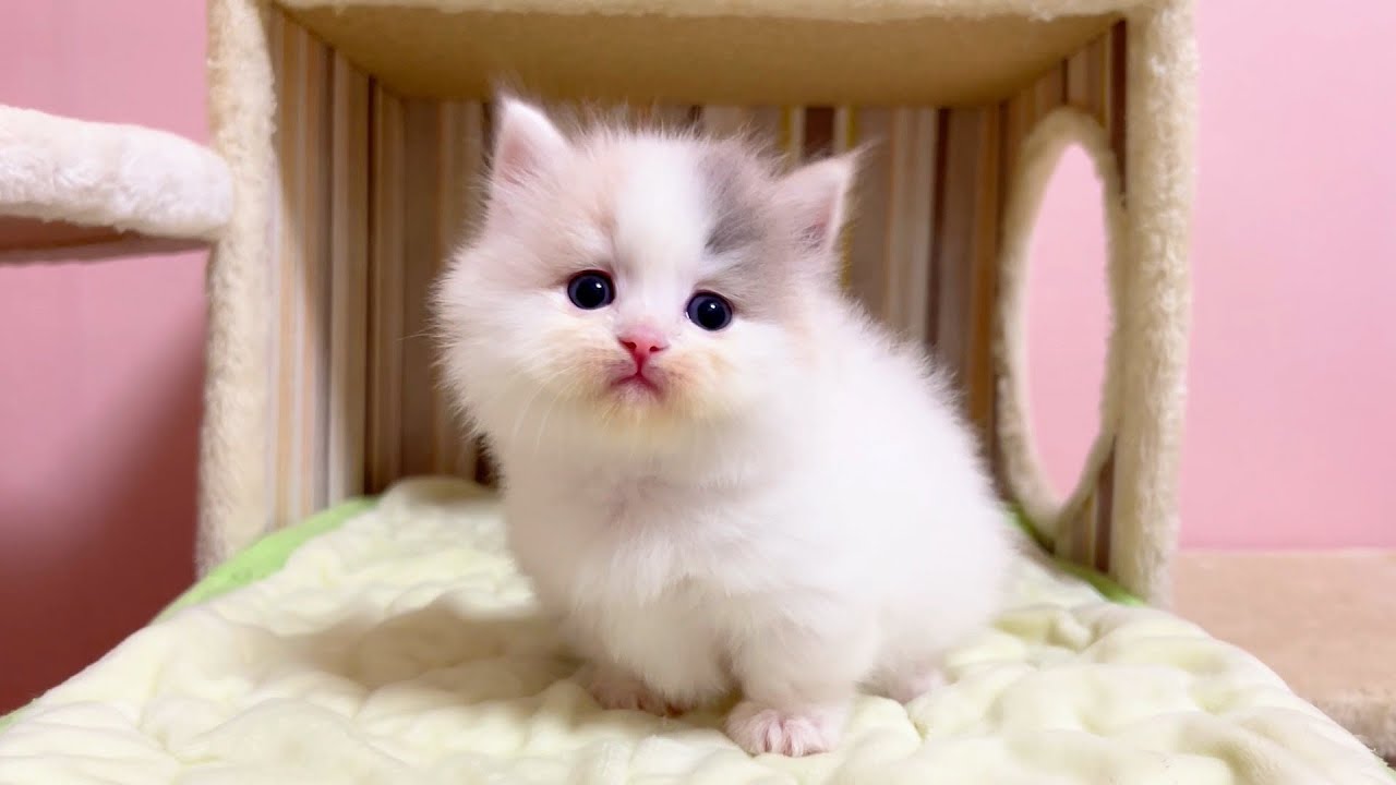 【マンチカンの子猫】ママのエンジョイ感が一番あって可愛い件 ～猫のいる生活Vol.1078～出産動画 マンチカン短足・ミヌエット・ペルシャ猫専門ブリーダー『ペット蔵人』【子猫の成長記録】