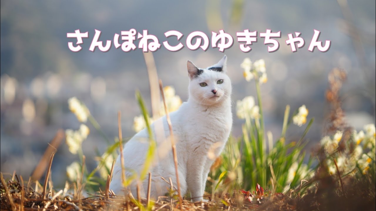 【さんぽねこのゆきちゃん】のんびりでほんわか散歩│水仙満開の伊豆と相模灘│唯一無二な家猫の町さんぽ│筆先尻尾のジャパニーズ・ボブテイル│凛とした立ち振る舞い所作は上品でエレガント│熱海│伊豆