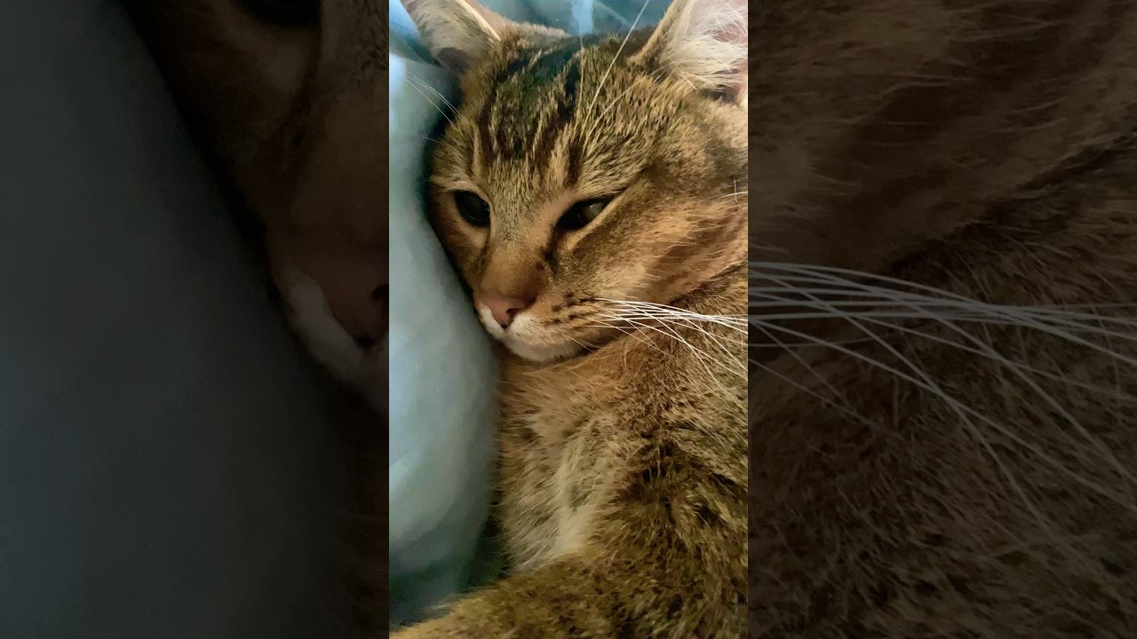 #cat #catslive #livelovecats #cutecat #chat