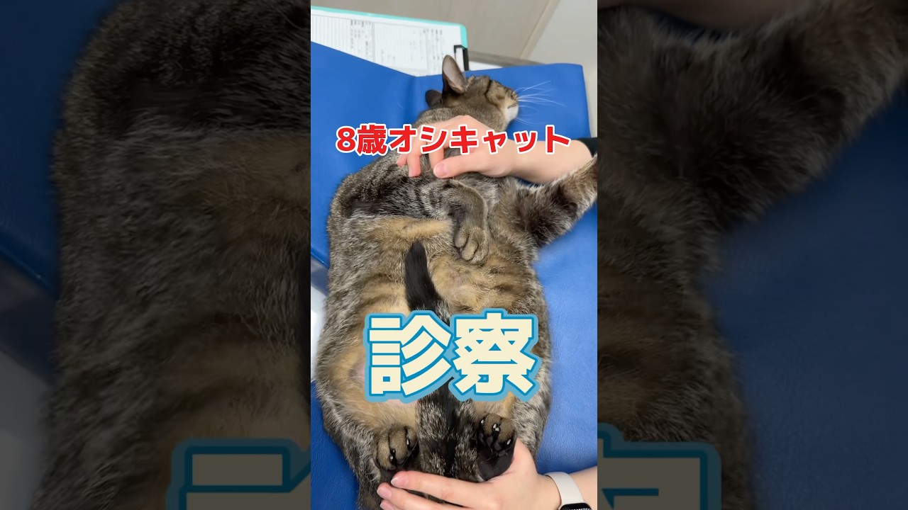 血便と嘔吐をする8歳のオシキャットが動物病院にやってきた！