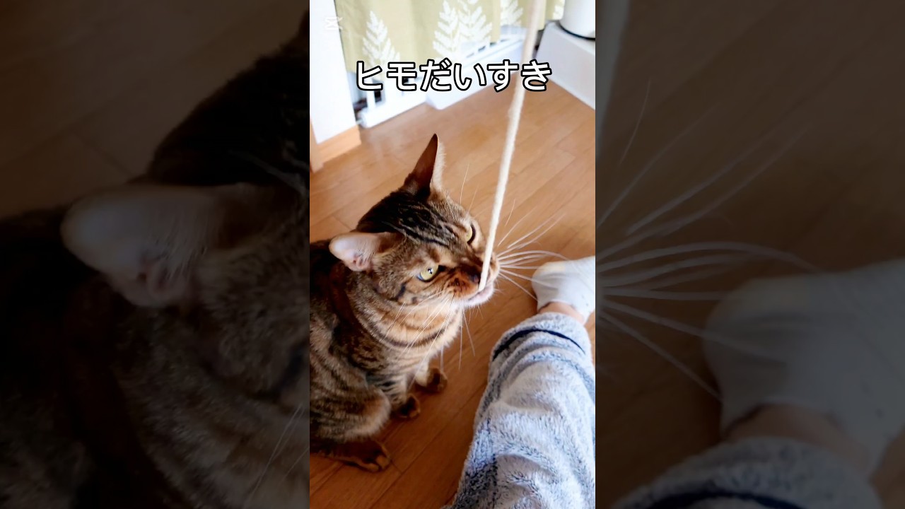 ヒモだいすき #猫 #猫動画 #猫のいる暮らし #ベンガル #cat #fyp #shorts #short