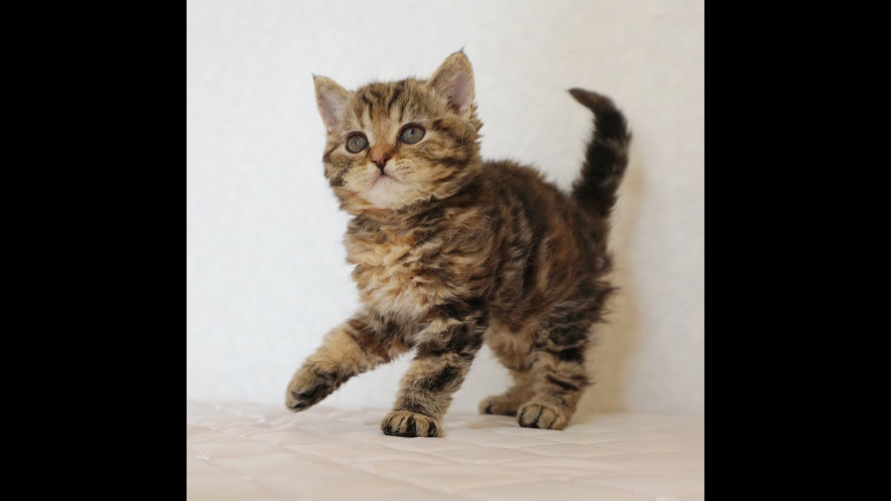 セルカークレックス子猫　Selkirk Rex　2024.12.6産まれ　ブラウンタビー　巻き毛　女の子　シーダキャット猫のお店