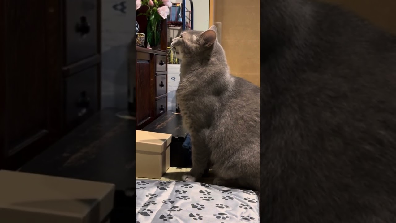 おばあちゃんがお皿を取りに行くあいだジッと待っている猫…  #cat #保護猫 ＃風の猫＃さっちゃん