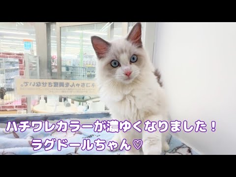 2025.01.29 ハチワレカラーが濃ゆくなりました！ラグドールちゃま♡