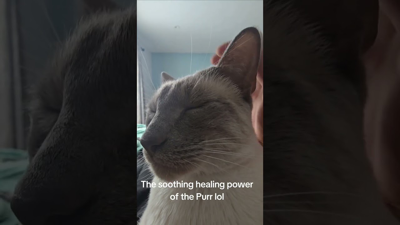 Omg my cat Mr Beary is purring so loud  pawsome #brouce #cats #siamescat #bluepointsiamese #BroUso