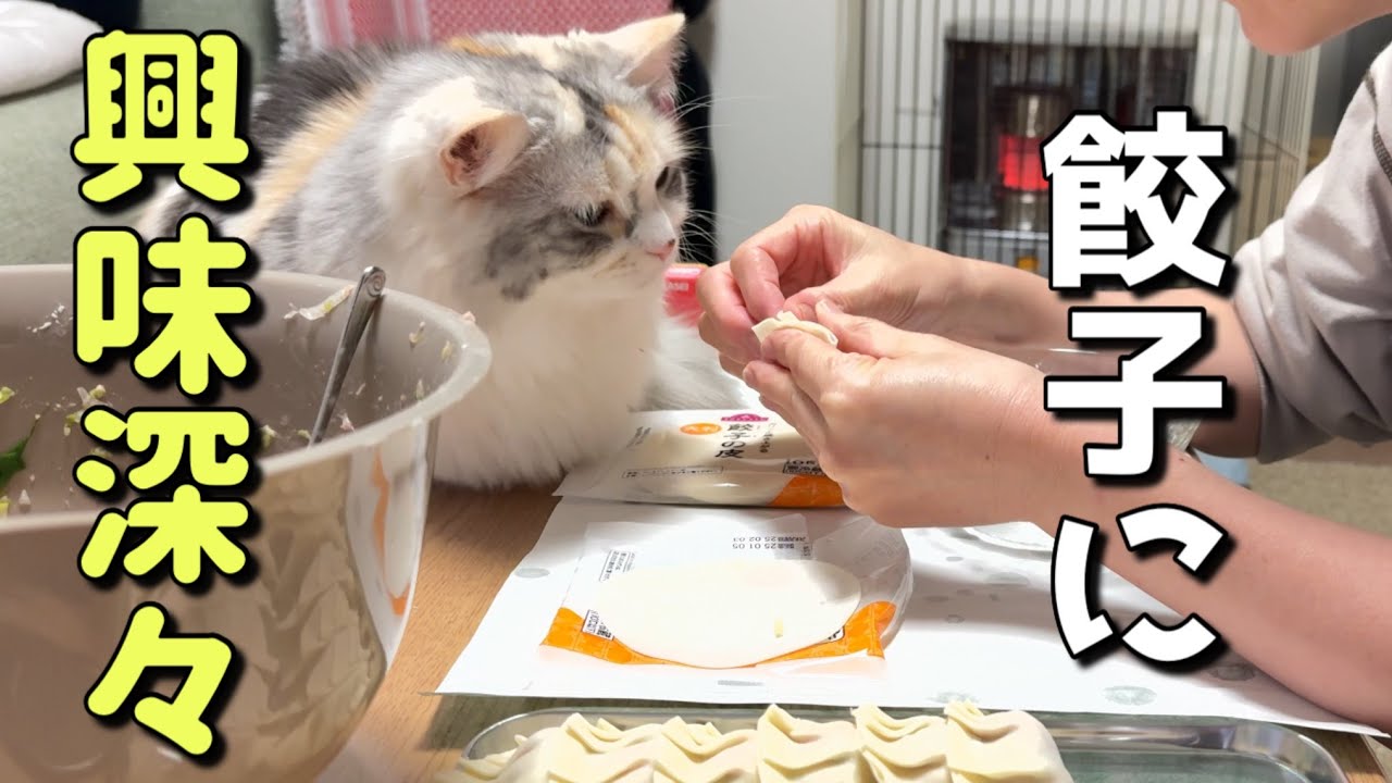 手作り餃子を作っていたら猫達に監視されてました