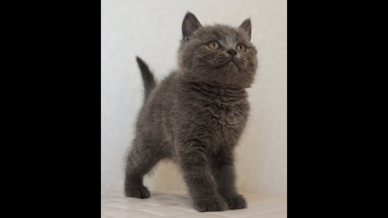 セルカークレックス子猫　Selkirk Rex　2024.12.6産まれ　ブルー　ストレート　男の子　シーダキャット猫のお店