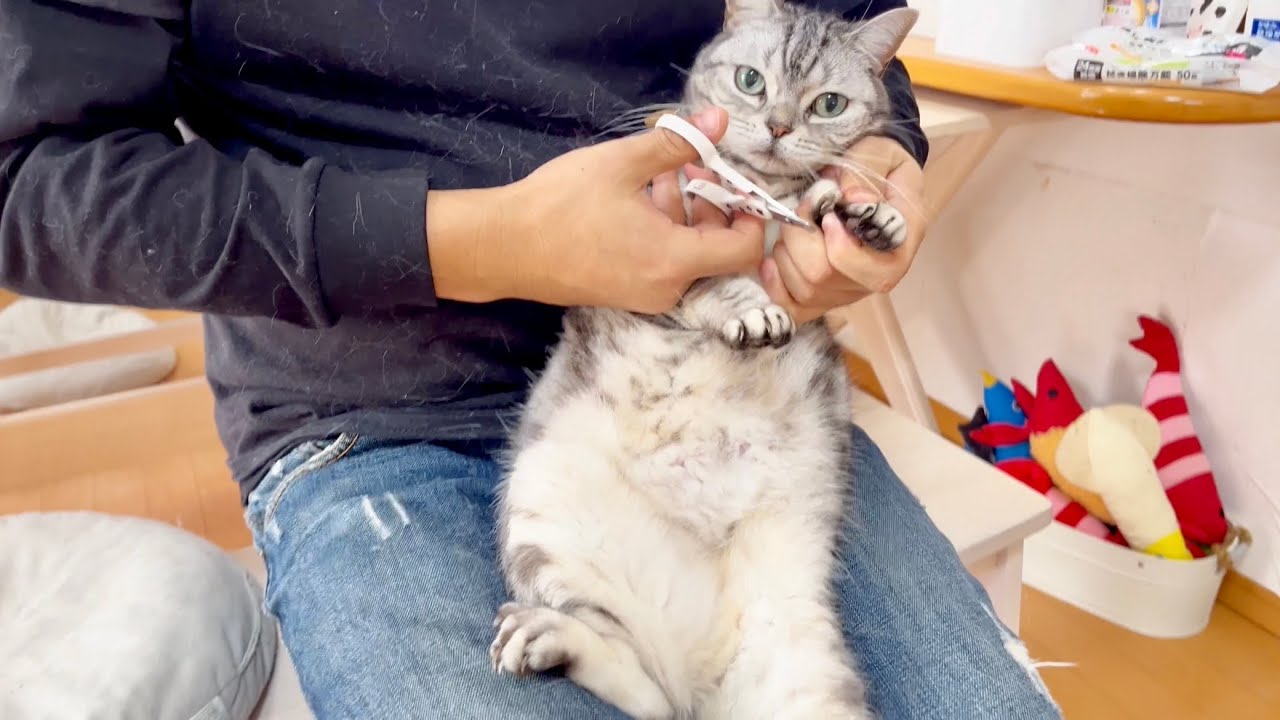 アメリカンショートヘアのあいちゃんの爪切り。