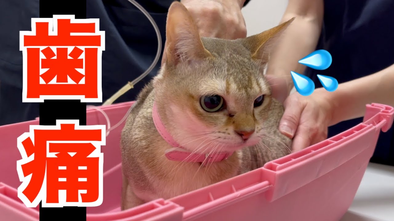 原因は虫歯！？ご飯が食べれないので動物病院に行きました！！