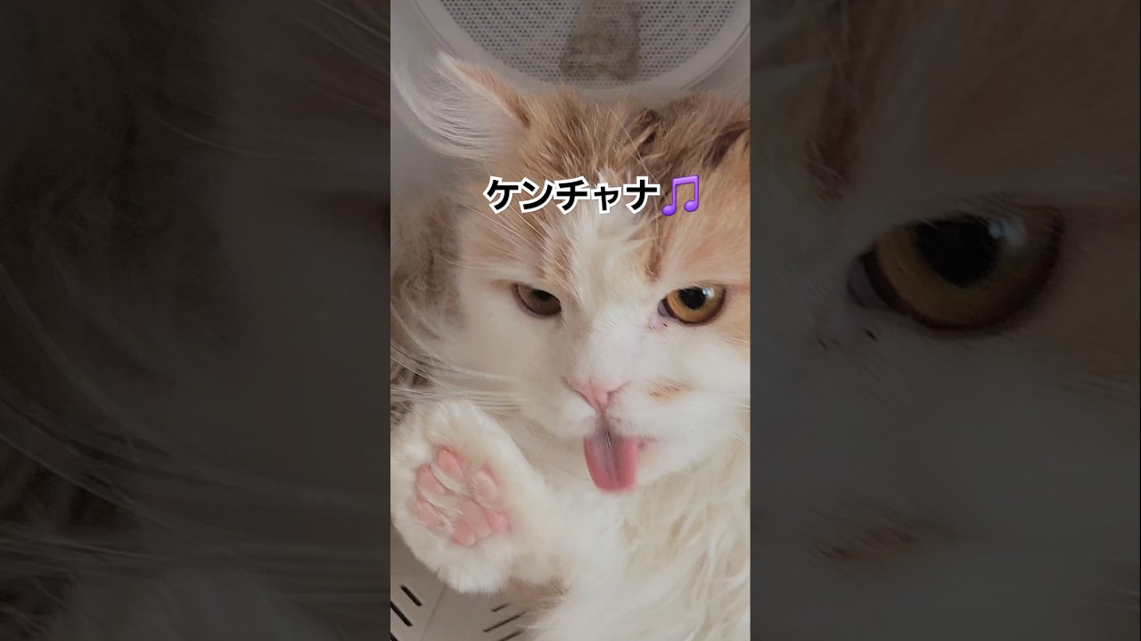 【ケンチャナ】流行りに乗ってみた🎵 #ラガマフィン #shorts #ねこ