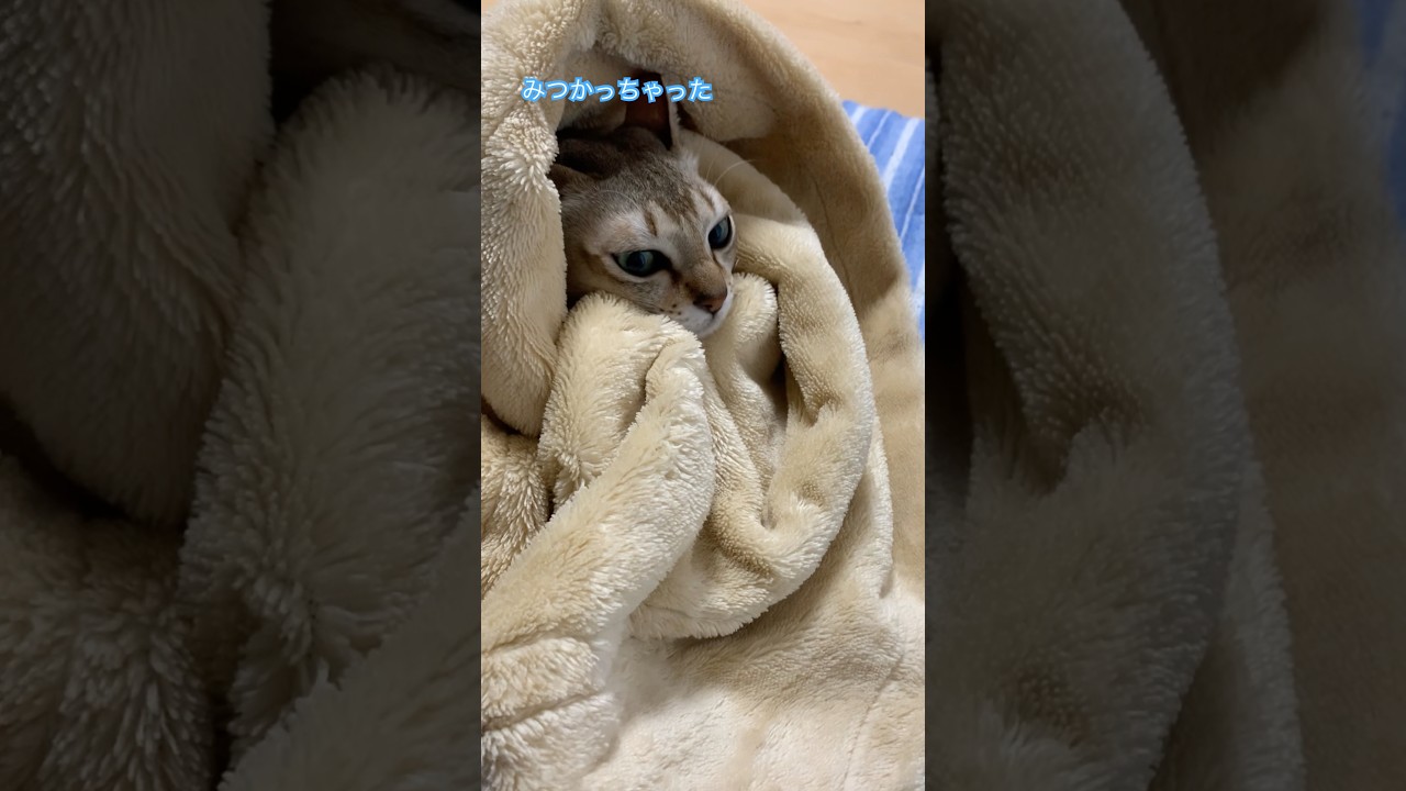 この感じは、、、　#シンガプーラ  #猫のいるくらし