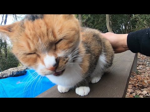 父に叱られた娘猫が反省する瞬間