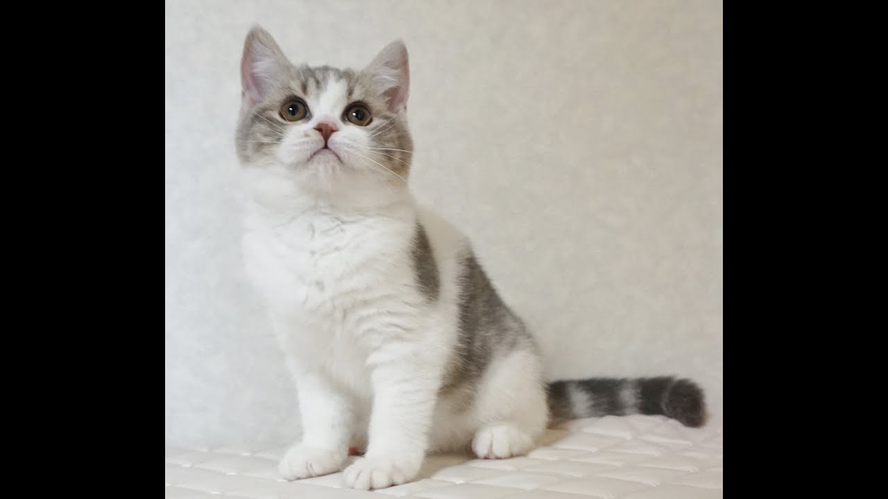 ブリティッシュショートヘアー子猫　British Shorthair　2024.10.1産まれ　ブルータビー&パッチドホワイト　女の子　シーダキャット猫のお店