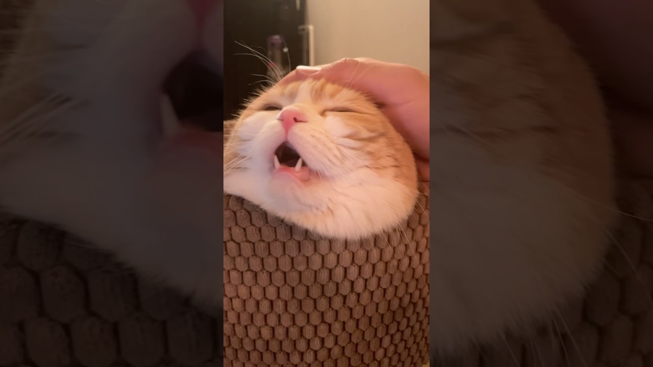 【癒し】とろけるネコちゃん #cat #猫のいる暮らし #猫 #スコティッシュフォールド