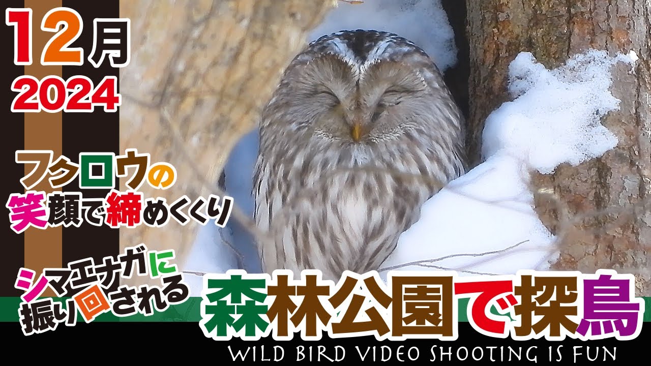 森林公園で探鳥2024年12月【 シマエナガに振り回される / フクロウの笑顔で締めくくり 】