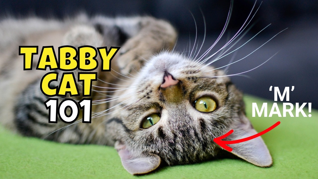 Tabby Cat 101: What to Know Before Adopting One