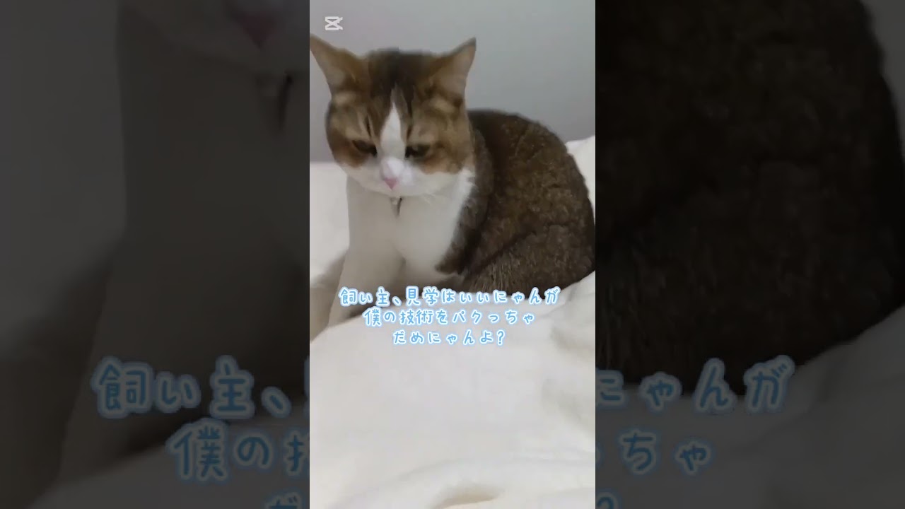 こねこね職人な猫さん#アメリカンカール #ねこ #cat #猫好きさんと繋がりたい #猫のいる暮らし #パン#職人#こねこね職人