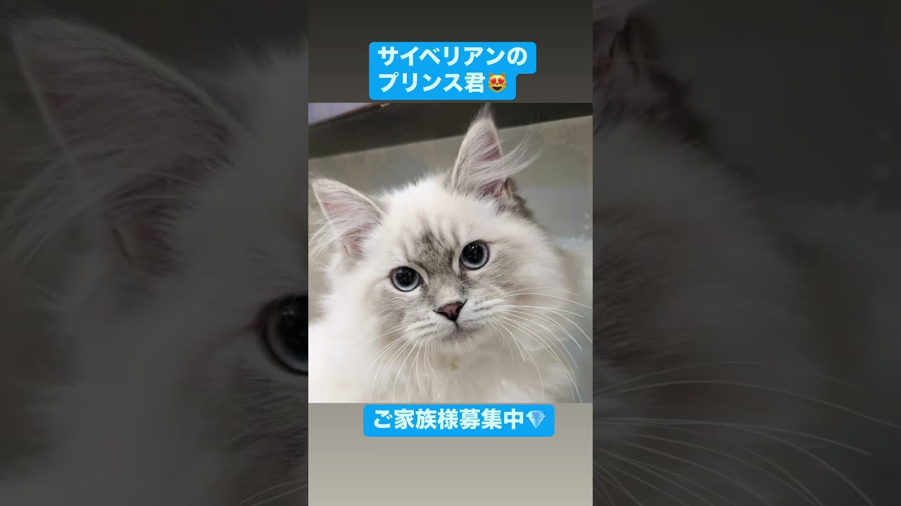 抱っこができる#サイベリアン の#子猫 😻世界チャンピオン血統のプリンス君🤴ブルー・ダイヤモンドの瞳の王子様💎ご家族様募集中#ペットショップ