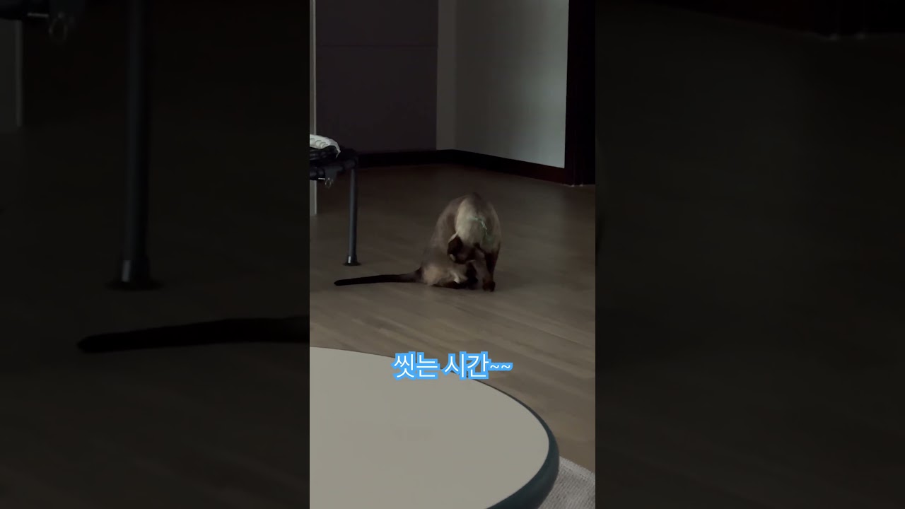 샴 고양이의 씻는 시간~~