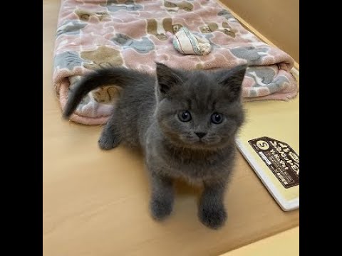 【店頭デビュー】ブリティッシュショートヘアー