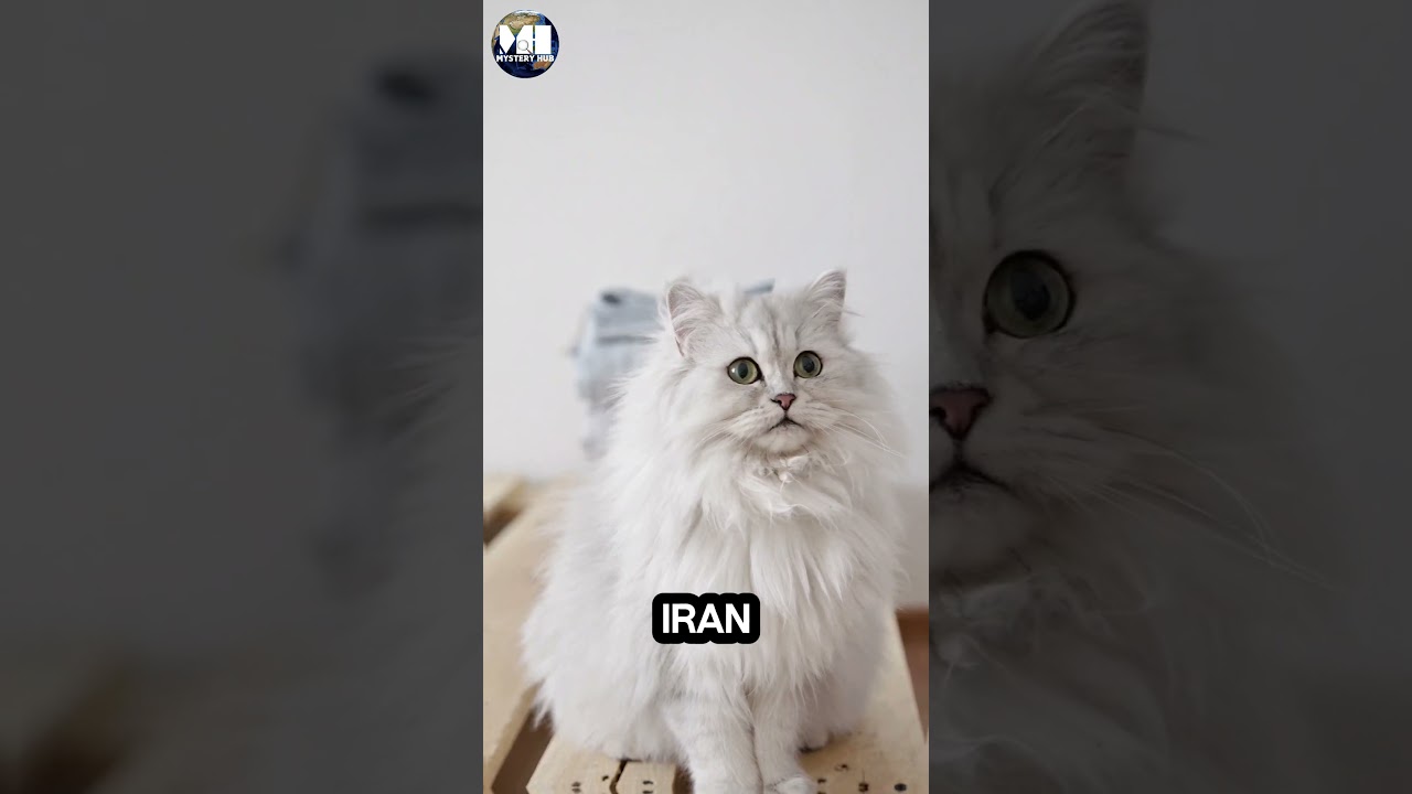 5 Unknown Facts About Persian Cats| Must-Know Secrets for Cat Lovers! #persian #cats #facts