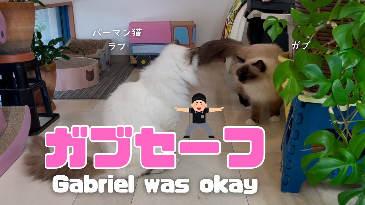 バーマン猫ラフとガブ【ガブセーフ】Gabriel was okay（バーマン猫）Birman/Cat