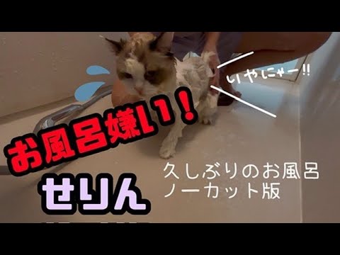 ラグドール1歳のお風呂 ノーカット版