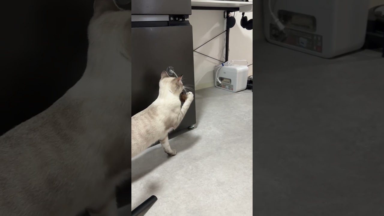 今日も朝から遊んでます　#シャムトラ #元保護猫 #シャムミックス  #cat #猫耳 #kitten  #猫耳 #siamesemix