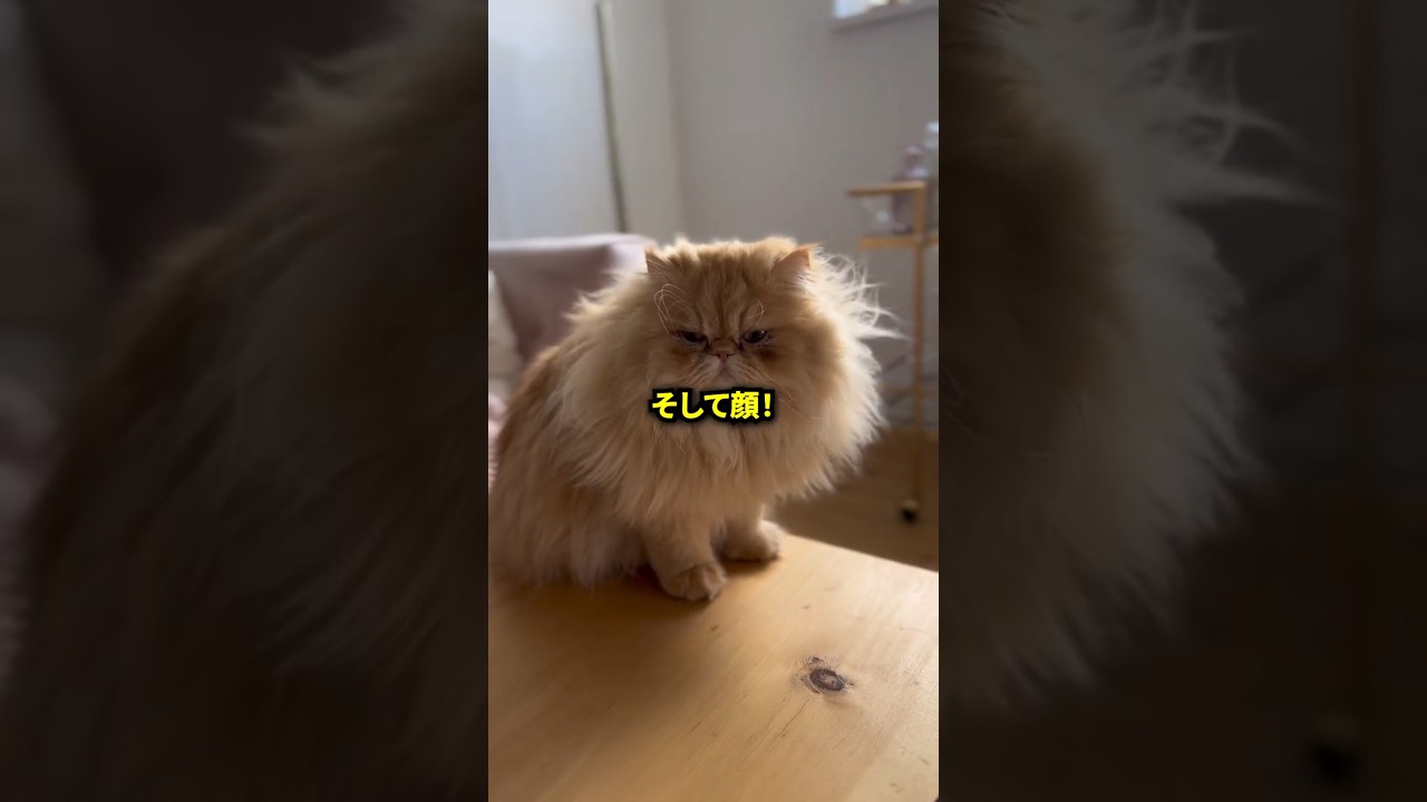 意外と知らないペルシャ猫とチンチラ猫の違いは？