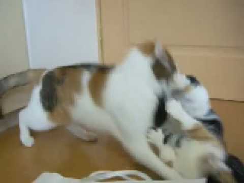 猫動画 短足マンチカンのなっちゃん 日本猫ねここ 袋をめぐって大げんか Cat Battle!