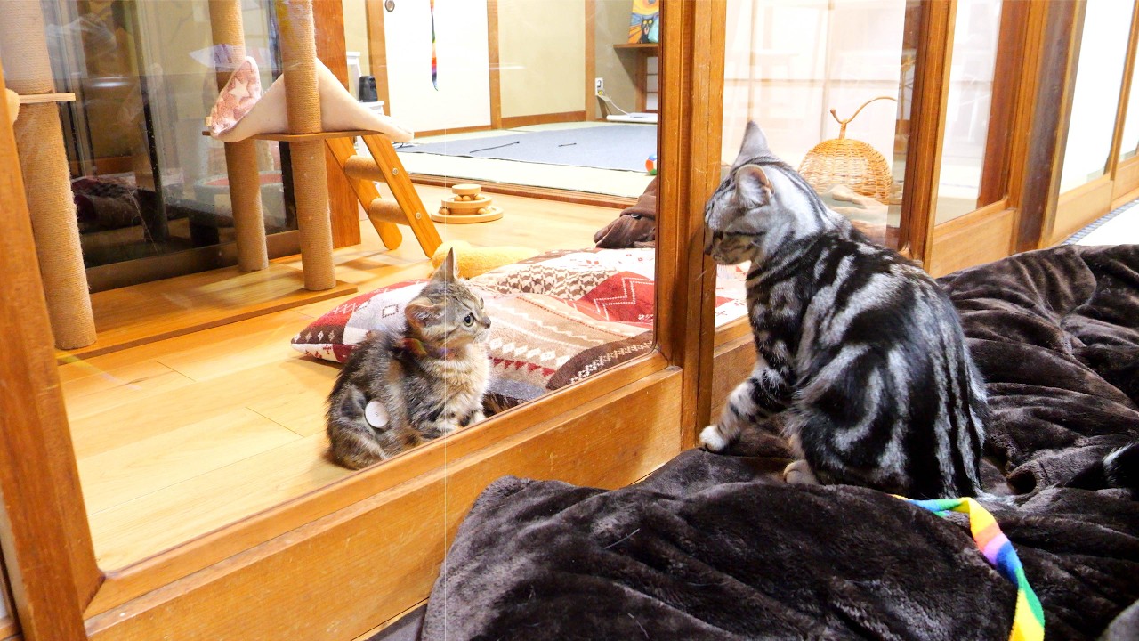 病気の子猫が魅せてくれた、久しぶりの大ジャンプに感動しました。