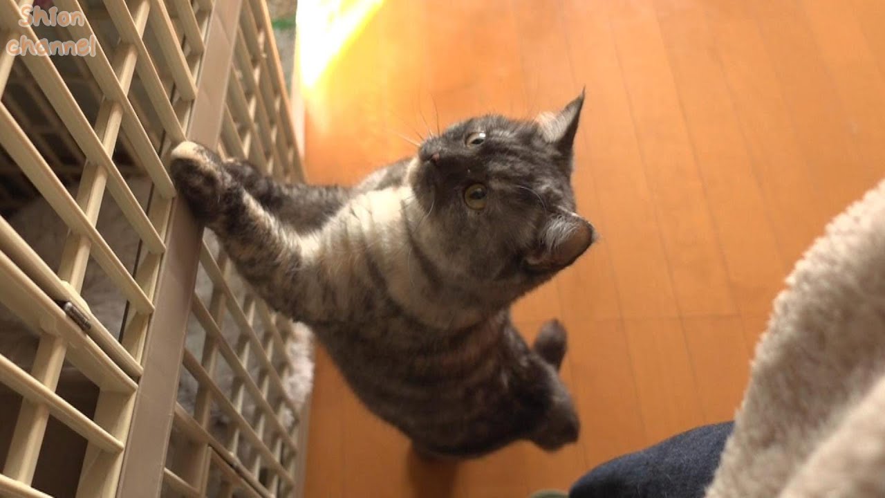 多頭崩壊からやってきた新入り猫たちを心配そうに見守る猫