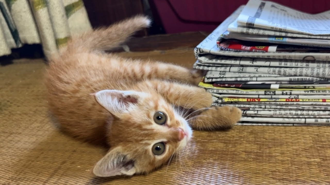 【保護猫11匹】今さらですが、動画に出てる猫たちについて全員紹介します！