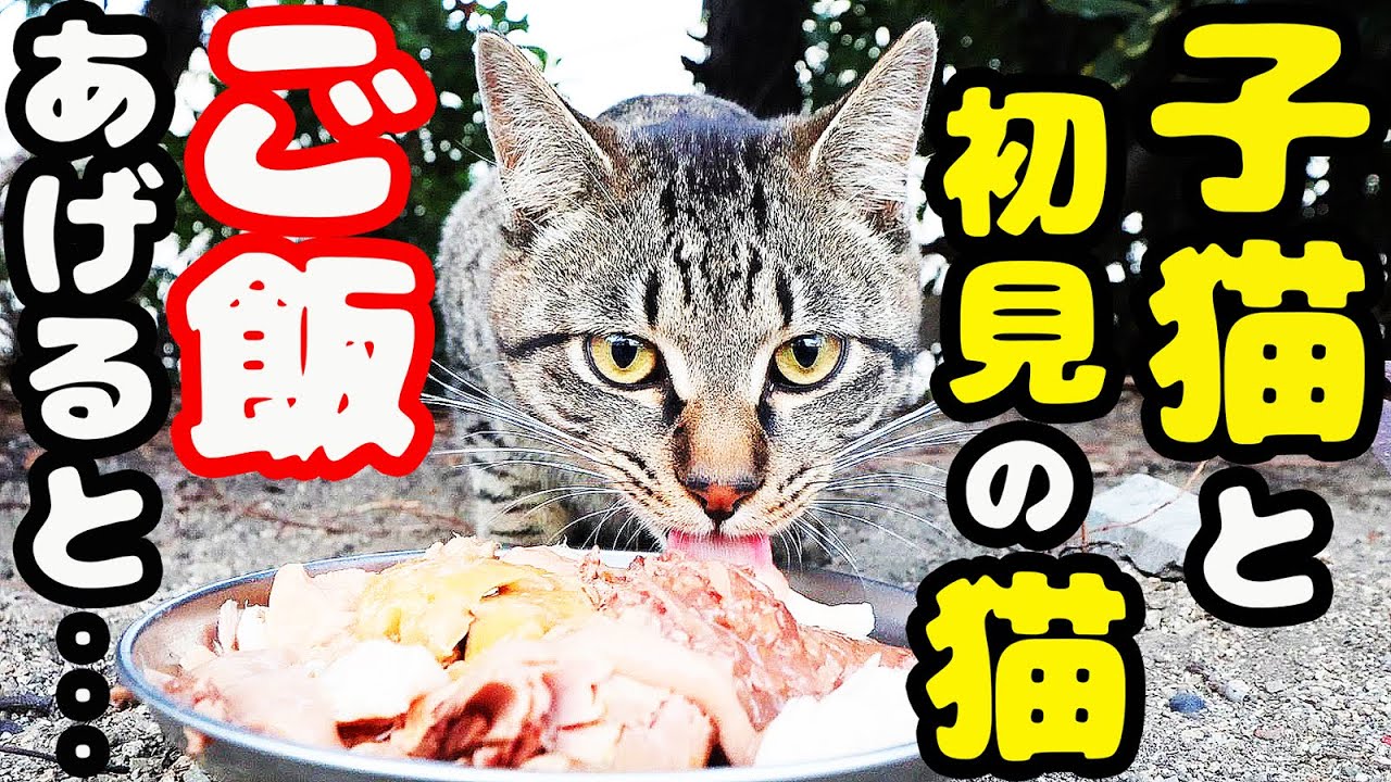 空腹な子猫と初見の長毛猫にご飯をあげると・・・ さくらねこと野良猫への給餌
