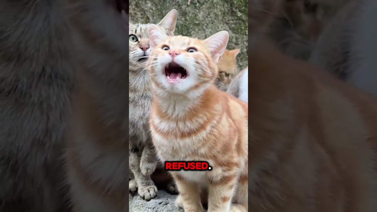 You Won’t Believe What This ORANGE CAT Did!